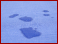 Moisture-absorbent side.